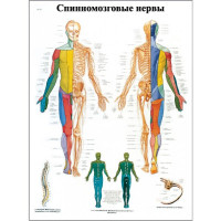 плакат Спинномозговые нервы