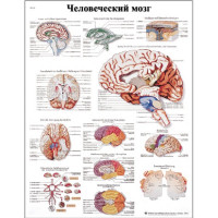 плакат Человеческий мозг