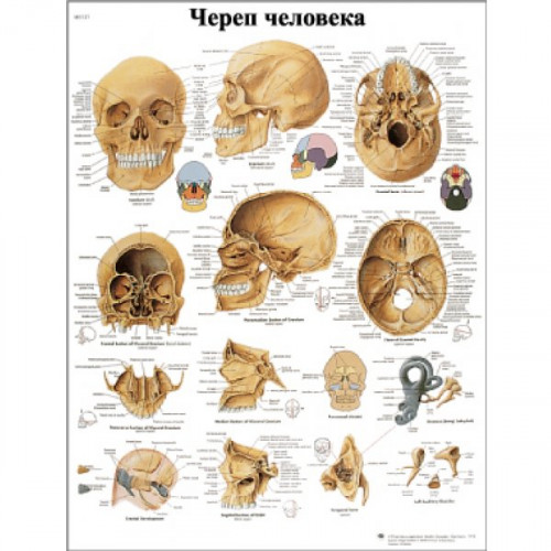 Череп человека (плакат)