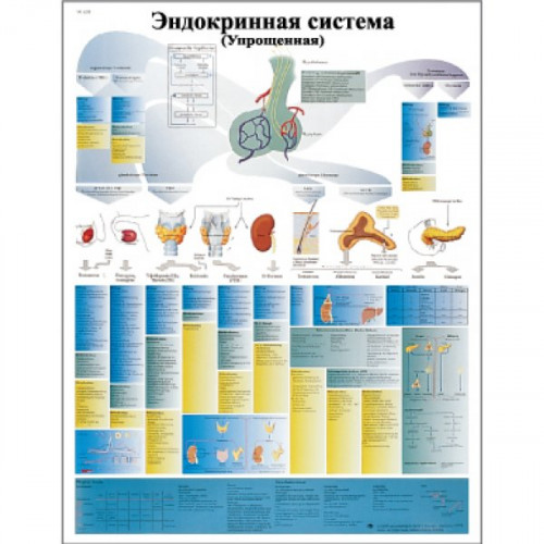 Эндокринная система (Упрощенная)