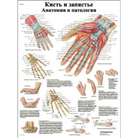 Кисть и запястье, анатомия и патология