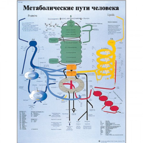 Метаболические пути человека