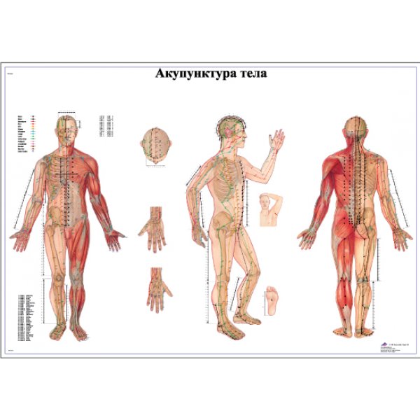  Акупунктура тела