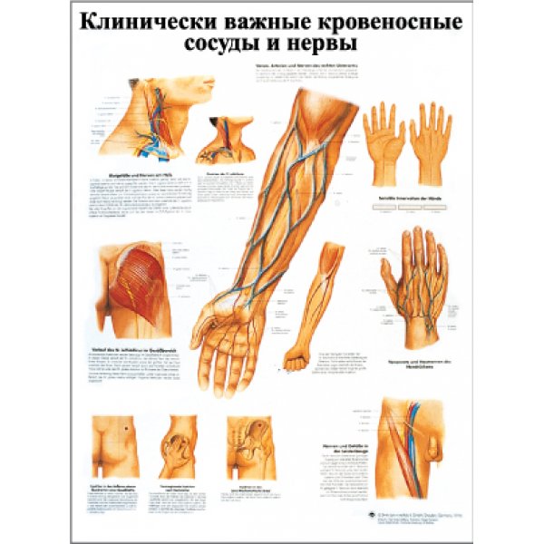 Клинически важные кровеносные сосуды и нервные пути