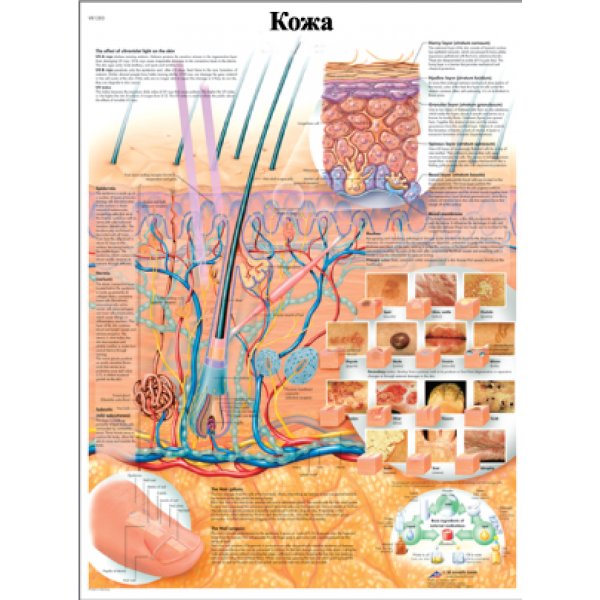 Кожа